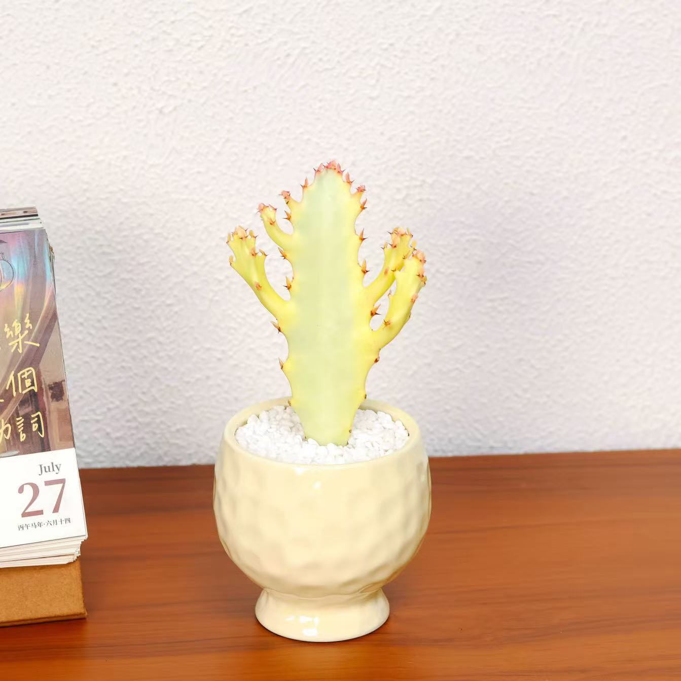 白龙骨网红多肉花仙人掌