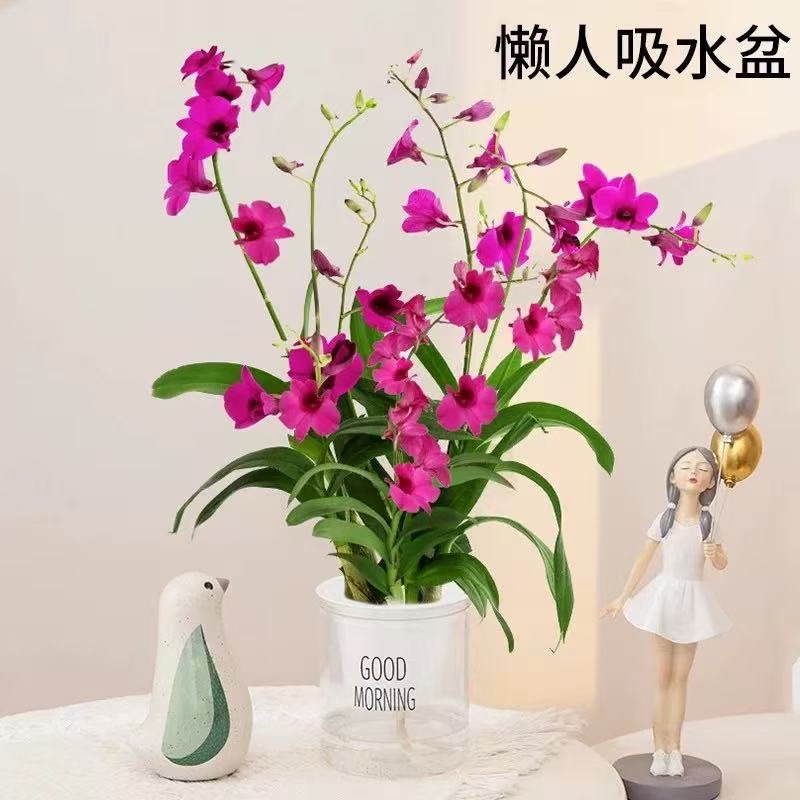 水培植物香石斛兰盆栽植物