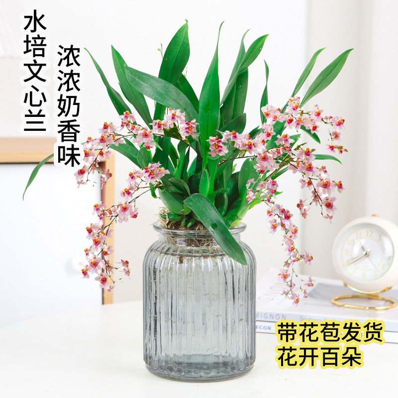 文心兰水培带花苞适合放客厅的绿植好养适合阳台种植物花卉家养