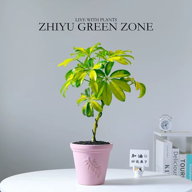 花叶鸭脚木盆栽门造型盆景