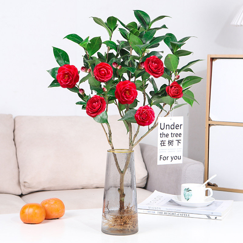 水培香妃山茶花盆栽水养多季开花花卉植物五色赤丹浓香型室内绿植,鲜花速递/花卉仿真/绿植园艺,绣球/木绣球/木本植物,淘宝优惠券,粉丝福利购,淘宝优惠卷