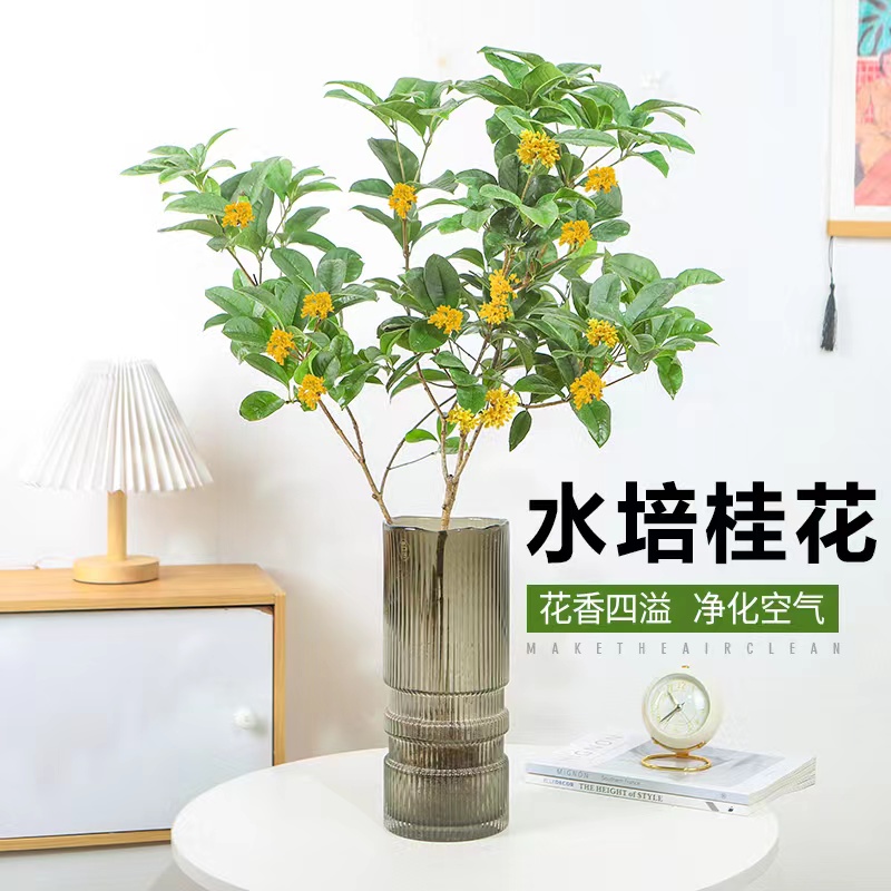 水培植物桂花树苗盆栽浓香型四季桂金桂室内阳台庭院好养绿植花卉 鲜花速递/花卉仿真/绿植园艺 绣球/木绣球/木本植物 原图主图