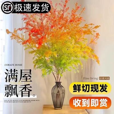 千层金鲜花基地直发黄香柳