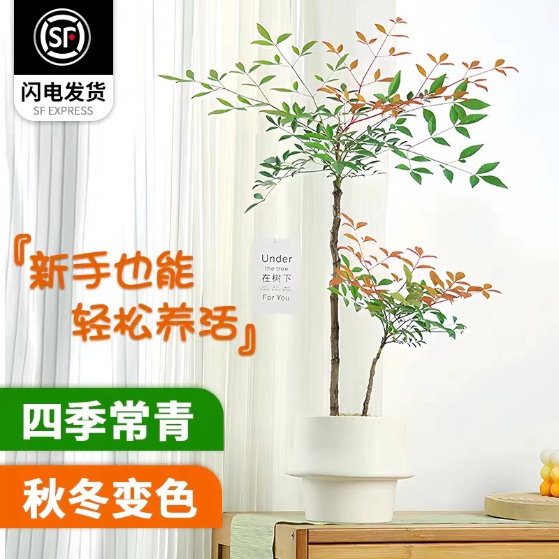 南天竹盆栽四季好养桌面阳台植物