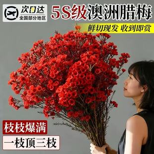 澳洲腊梅鲜花观赏年宵花插花基地直发水培切枝花卉室内插瓶好养