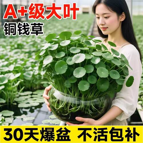 大叶铜钱草水培植物室内好养
