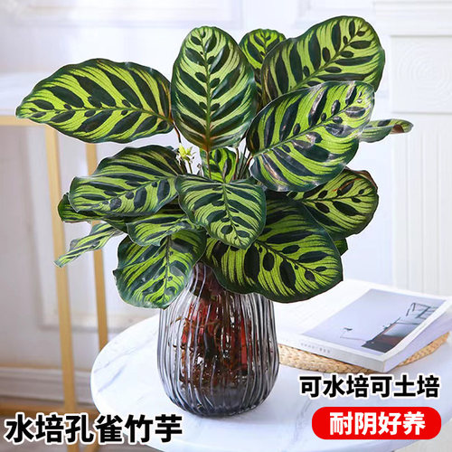 水培植物孔雀竹芋客厅