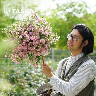 塔莎的花园小木槿棒棒糖盆栽花卉小树苗庭院室内阳台四季开花植物