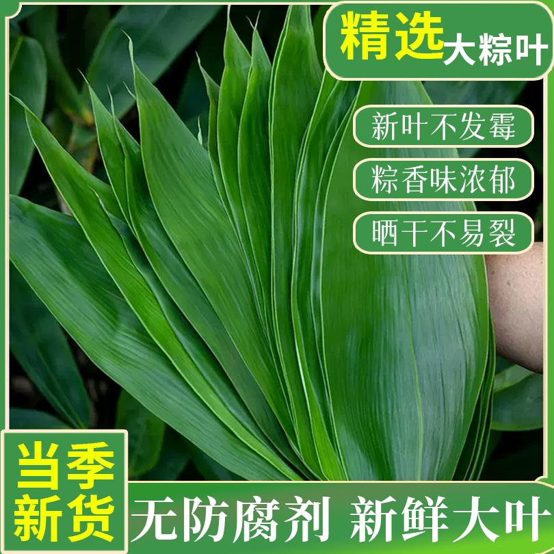 粽叶苍语堂包粽子专用