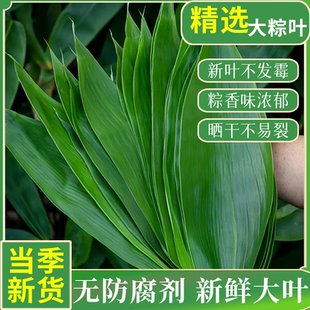 粽叶粽子叶新鲜大号真空家用商用竹叶包粽子专用粽叶干特大非芦苇