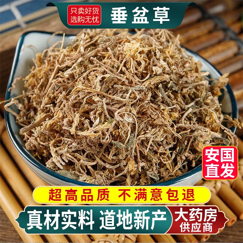 垂盆草中药材正品官方旗舰店野生新鲜干货泡茶水喝的功效与作用