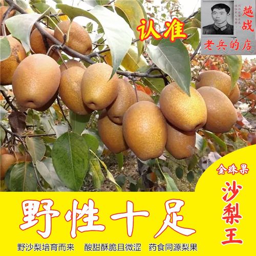 洛宁金珠果野生现摘包邮酸甜梨子