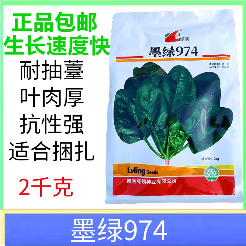 菠菜种子974杂交菠菜种籽春夏秋