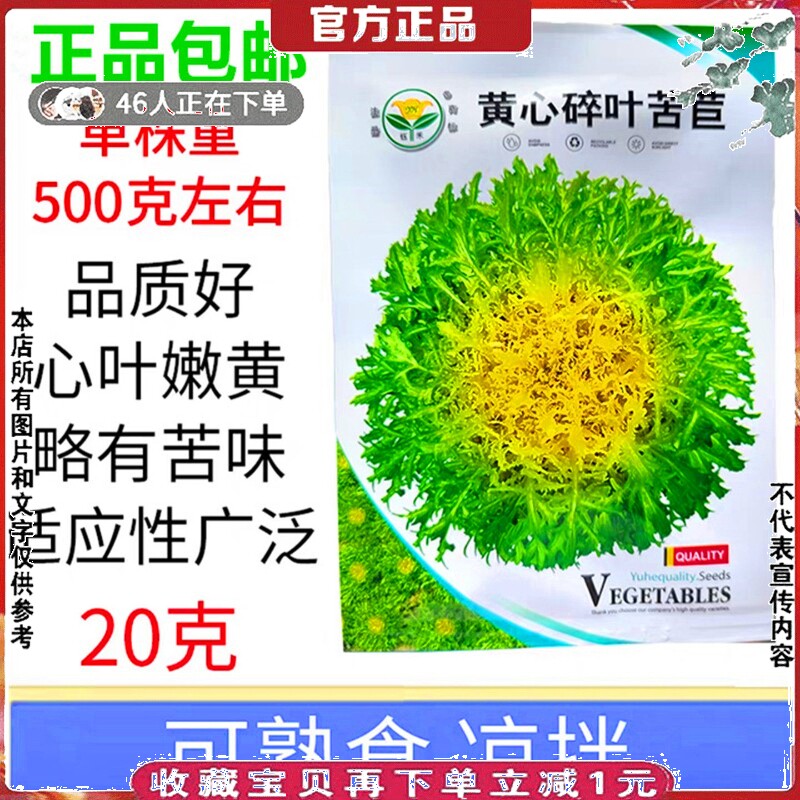 苦菊种子黄心碎叶苦苣心叶嫩黄可熟食凉拌苦巨阳台蔬菜种子孑20克