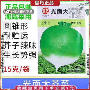 淹咸菜用种子光面大芥菜种子圆锥形根菜蔬菜种籽疙瘩芥菜种子15g