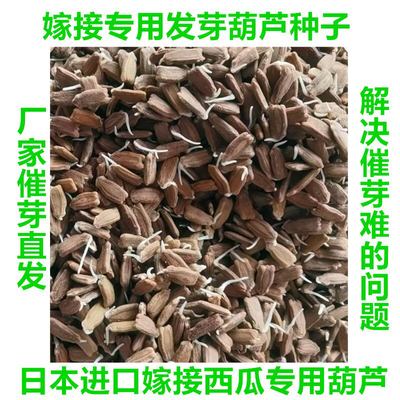 嫁接西瓜专用发芽葫芦种子籽进口