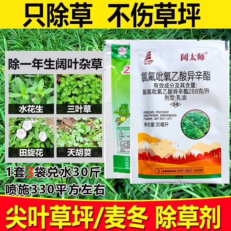 麦冬专用除草剂草坪马尼拉黑麦草图片