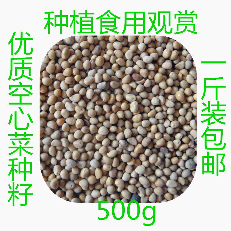 空心菜种子蔬菜种籽速生好吃观赏