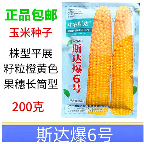 斯达爆6号爆裂玉米种子籽水果型