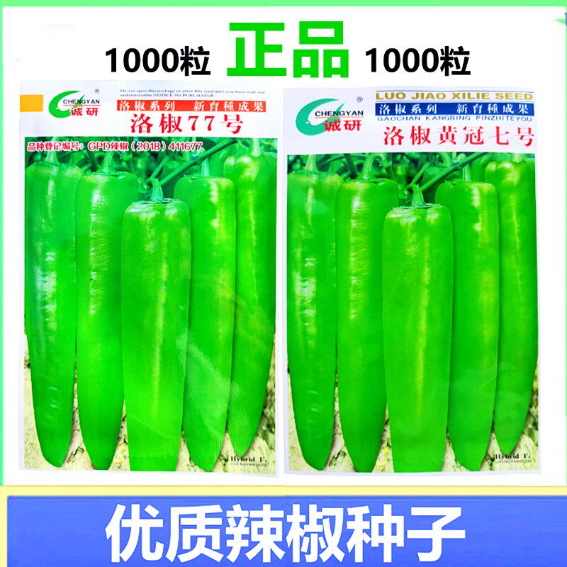 辣椒种子皇冠三号洛椒77大辣椒籽