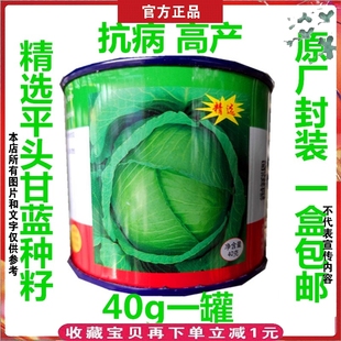 邢申京豐一號甘藍種子40g平頭洋白菜卷心菜蔬菜包包菜大頭菜種籽