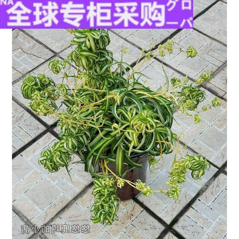 日本lw直销金心卷叶吊兰  国外法国女郎卷边桌面客厅花卉盆栽绿萝