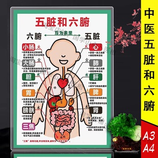 中医五脏和六腑图解 中医初学者塑封防水速记卡片
