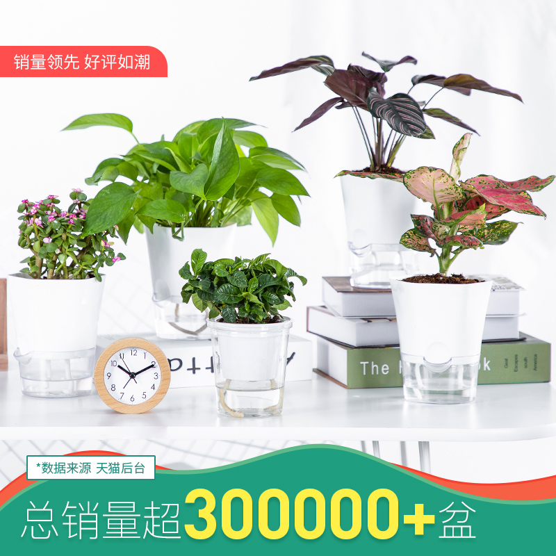 绿植室内盆栽花卉办公室水培植物绿萝发财树好养富贵竹多肉虎皮兰