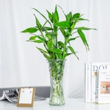 Богатые бамбуковые гидропонные растения гостиная комната комната помещений в помещении, высокие четыре сезона, зеленые растения с доставкой корней
