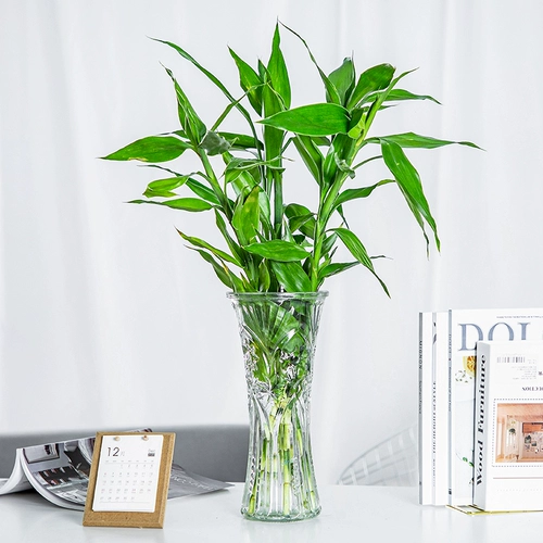 Богатые бамбуковые гидропонные растения гостиная комната комната помещений в помещении, высокие четыре сезона, зеленые растения с доставкой корней