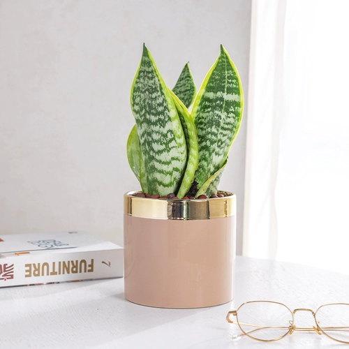 Золотой тигр Pilan в горшках цветочный цветок зеленый растение засуха засуха четыре сезона вечнозелены