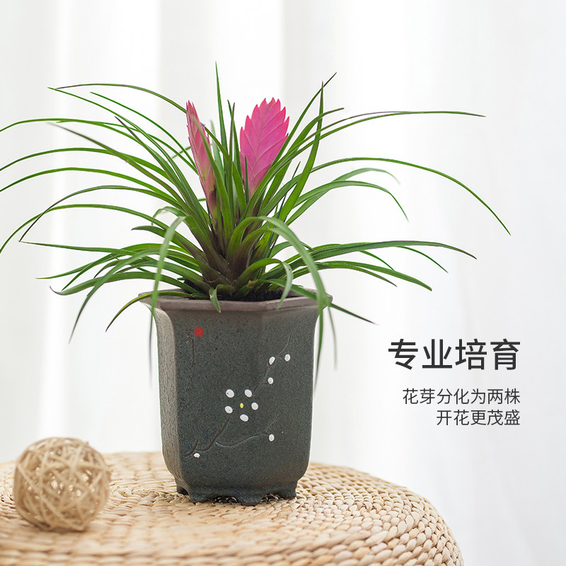 铁兰素材模板 铁兰图片下载 小麦优选