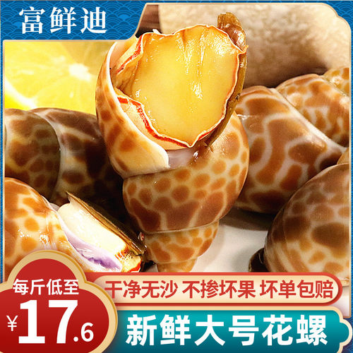 特大号花螺新鲜鲜活现捕无沙批发