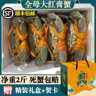 三门野 生鲜活青蟹特大螃蟹野生蟹鲜活特大母蟹满膏海鲜水产