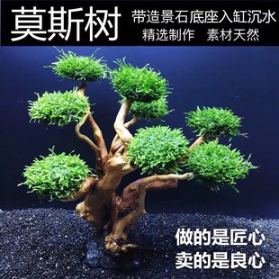 鱼缸水生树观景鱼缸装 饰造景水生植物生态鱼缸造景材料莫斯树全套