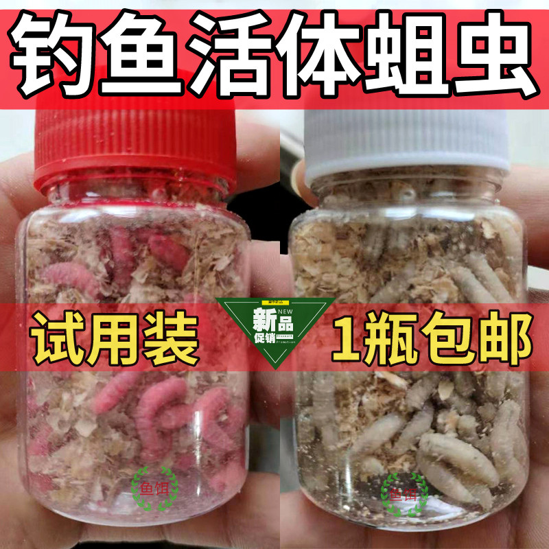 蛆虫活体价格 蛆虫活体图片 星期三