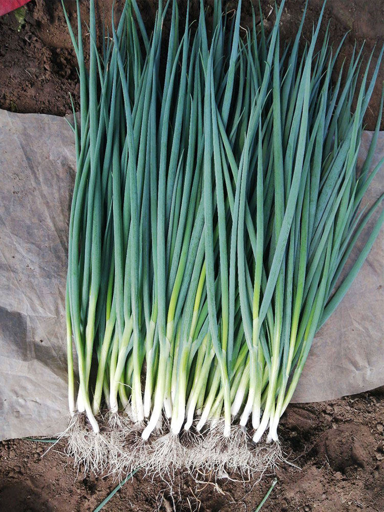 四季葱苗小香葱种子种籽孑葱子苗秧盆栽苗子菜苗小葱带根葱种根苗