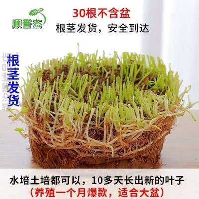 办公室!花盆绿植栽花家庭四季水养植养招财卧室金钱草客厅花草