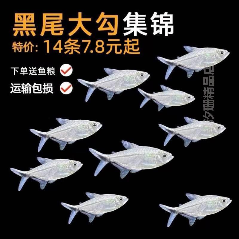 灯科鱼红热带勾群鼻游鱼剪刀观赏鱼黑尾黑尾大扯旗淡水#红绿草缸