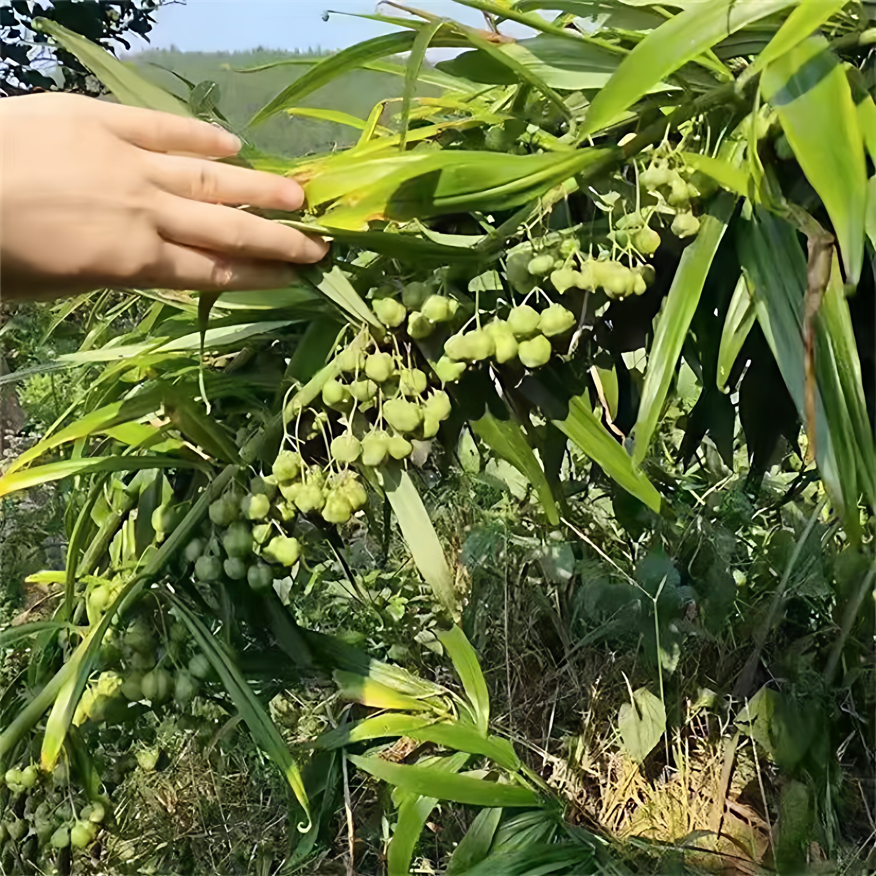 高杆多花倒黄精苗种芽老虎姜 姜型 甜黄精鸡头黄精滇黄精