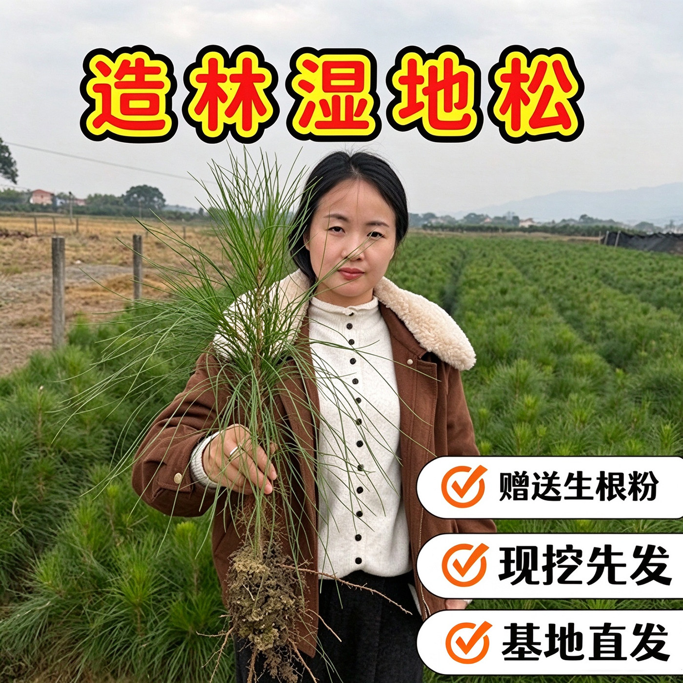 湿地松树苗庭院绿化工程苗