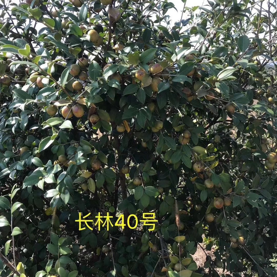 50株白花茶油苗江西长林系高产嫁接长林大中果茶油树苗保湿基地