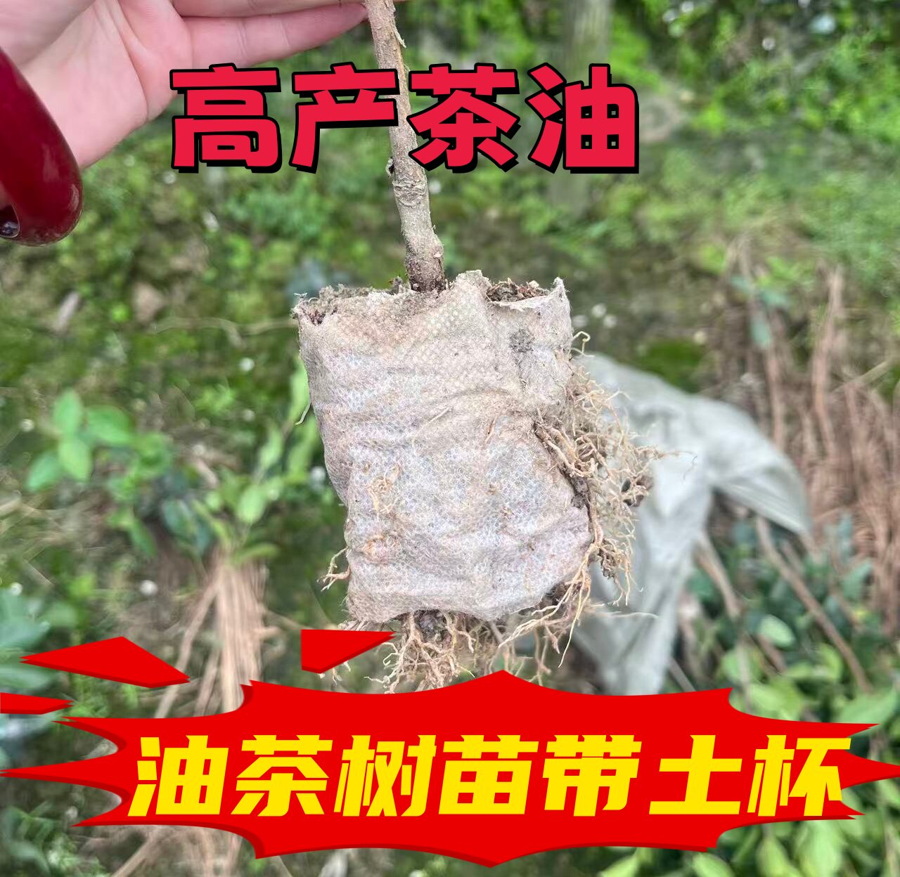 油茶苗50棵高产嫁接白花压榨山茶油食用油的茶油苗江西长林系