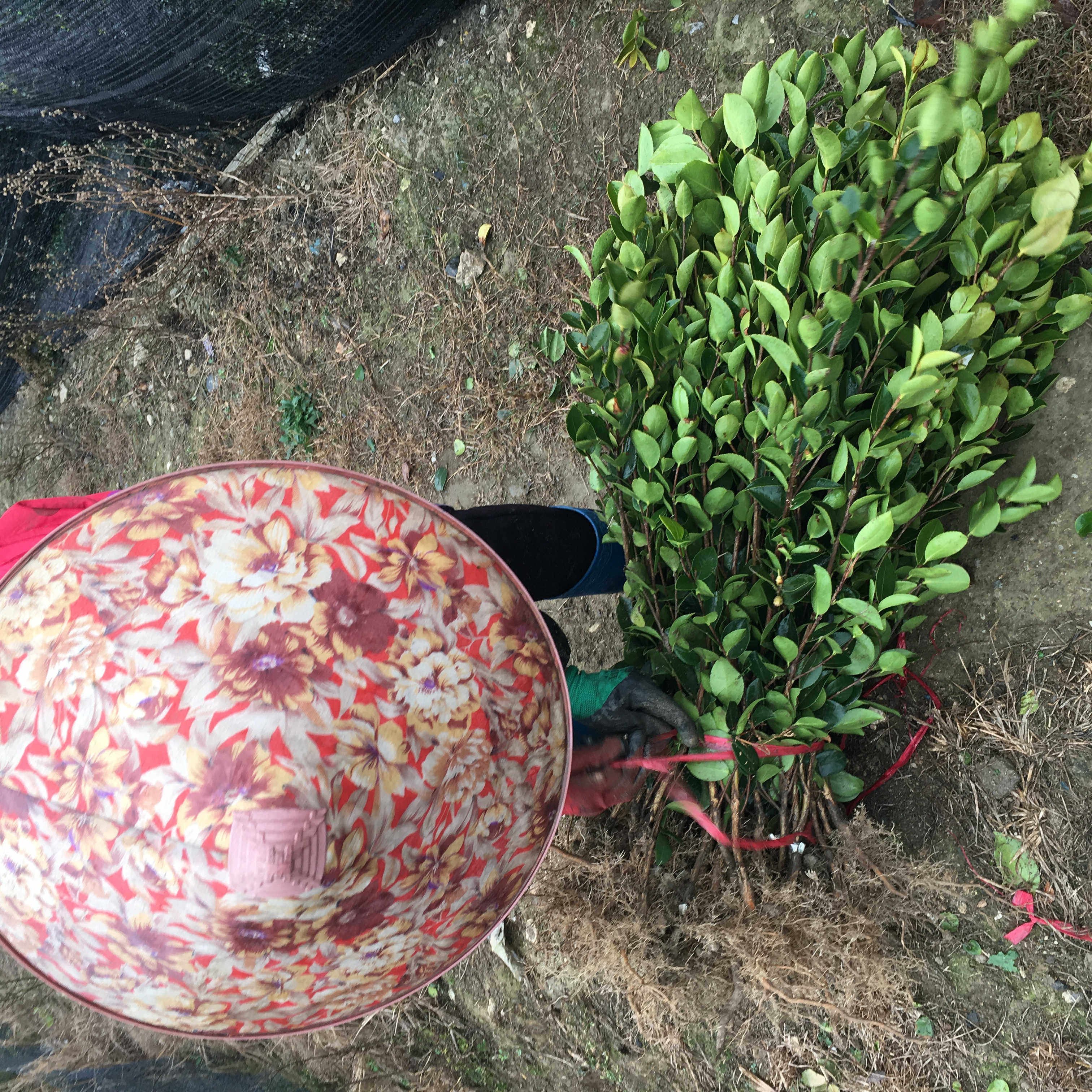 50株茶油树苗江西白花油茶苗嫁接高产良种长林大中果保湿基地直发