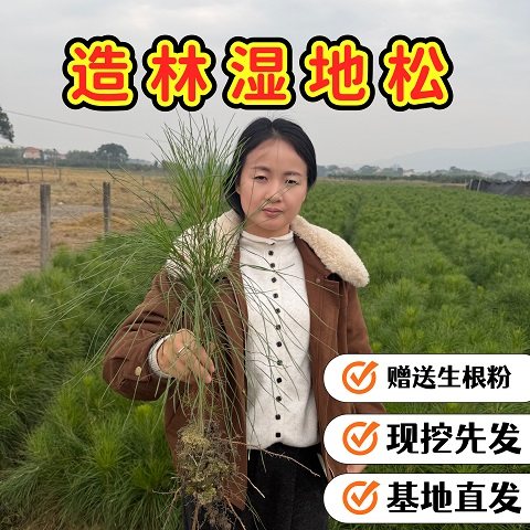 湿地松树苗庭院绿化工程苗
