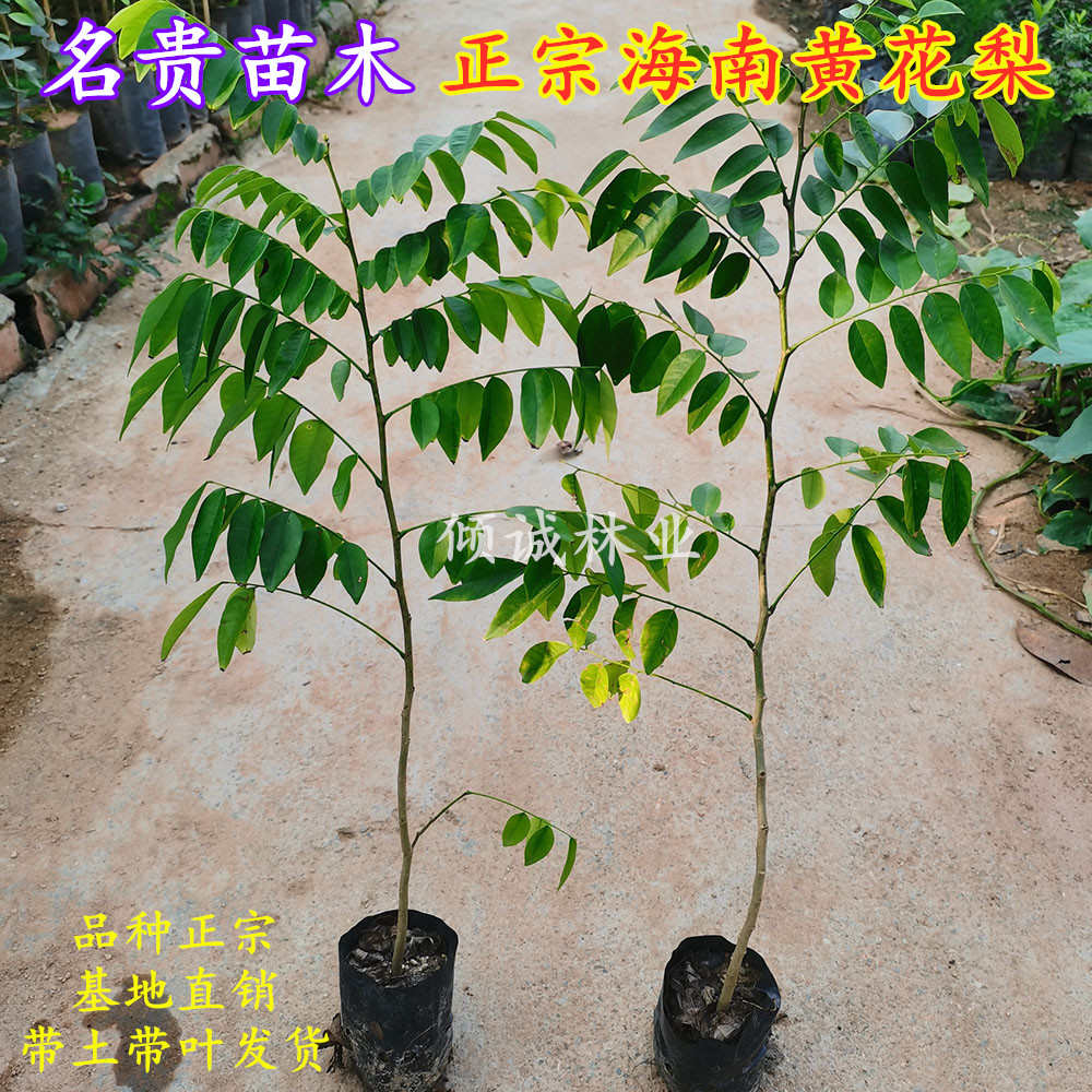 正宗海南黄花梨树苗降香黄檀黄花梨名贵苗木绿化植物带土带叶包邮