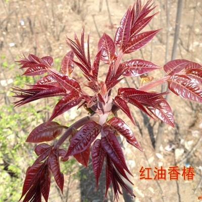 野生香椿树苗 正宗红油香椿苗 阳台种菜树上蔬菜 盆栽地栽果树苗