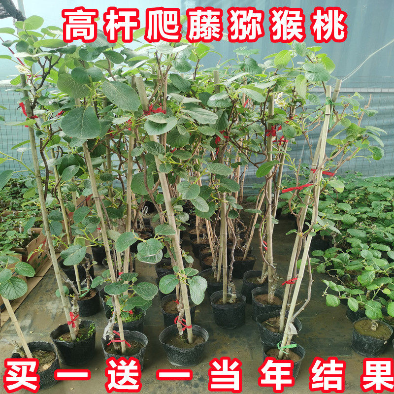 猕猴桃当年结果带土带叶带花带果图片