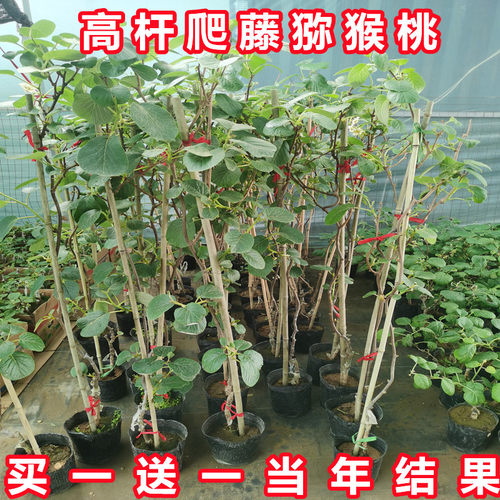 猕猴桃当年结果带土带叶带花带果
