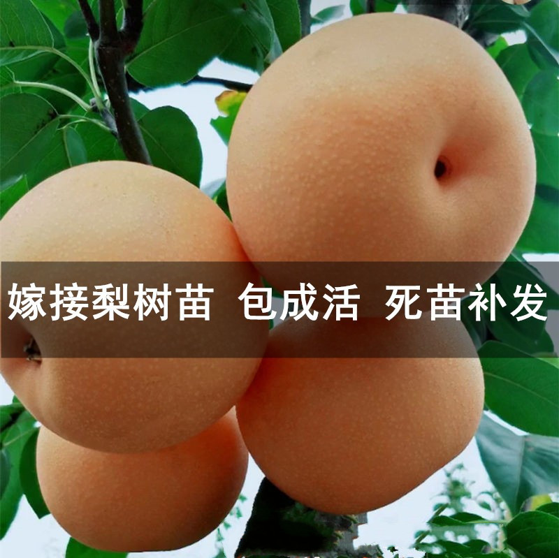 梨树南北方特大早酥红梨当年结果